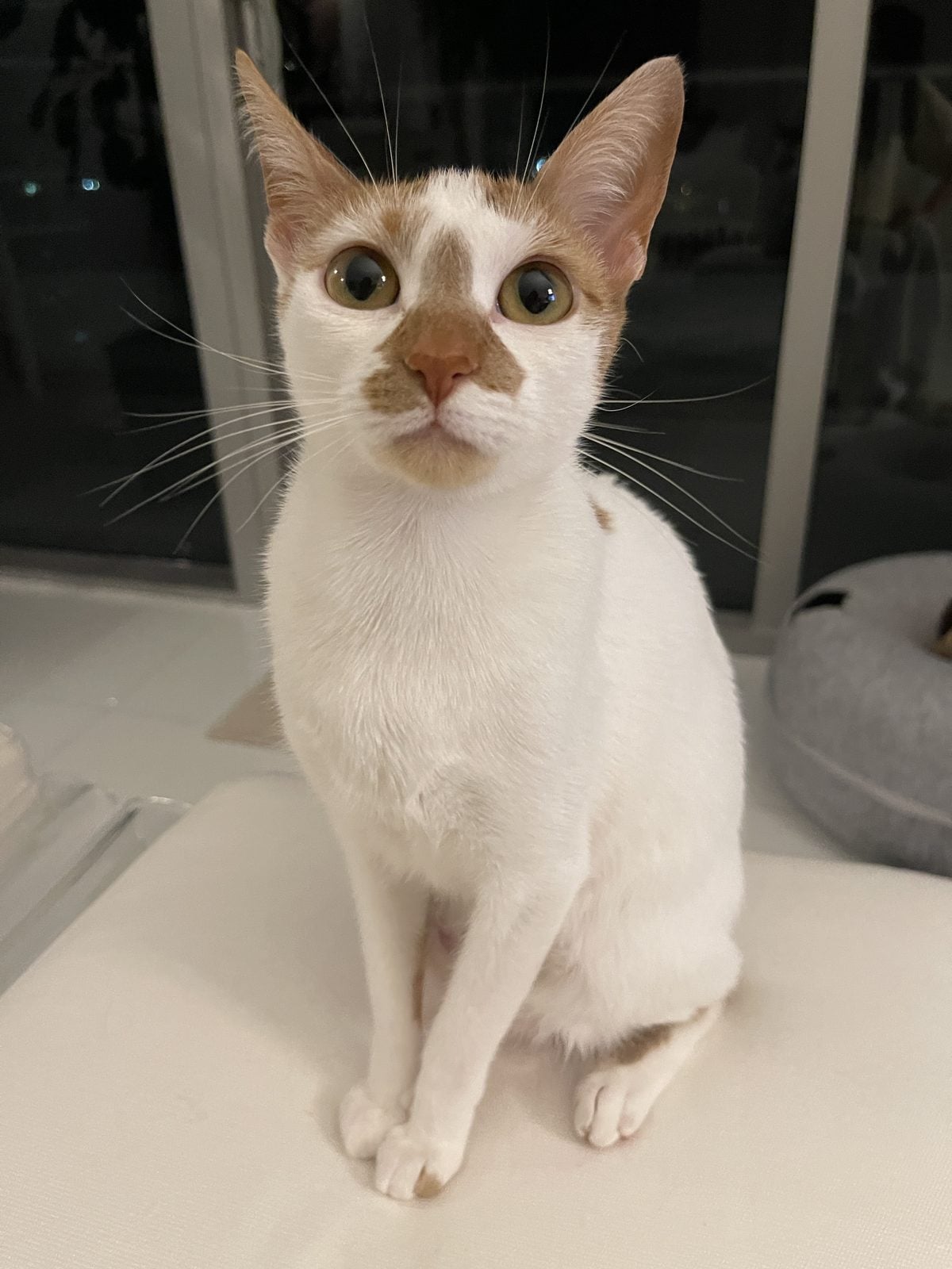 Thelma, an orange and white cat, sitting and looking directly at the camera
