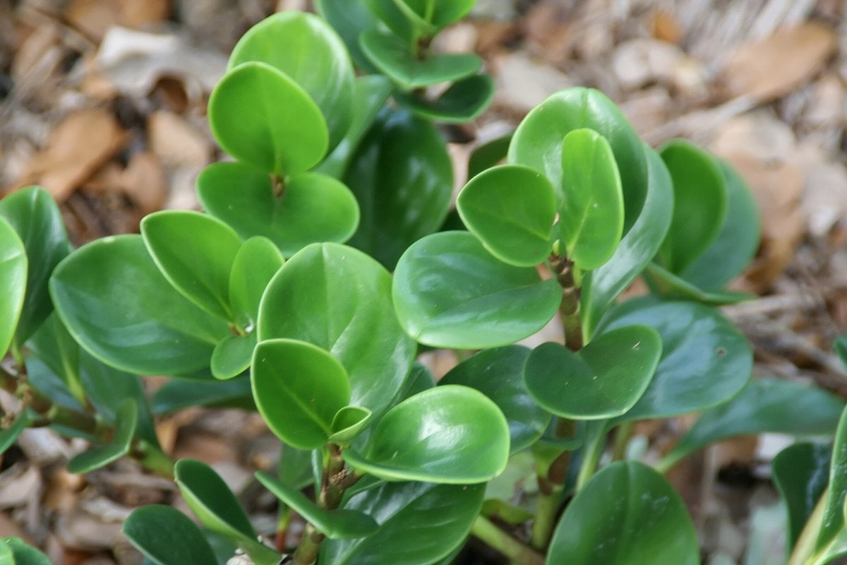 A baby rubber plant (Peperomia obtusifolia) with thick, glossy, rounded green leaves