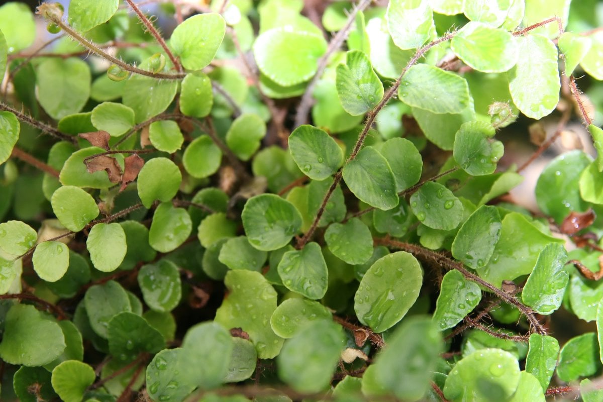 A button fern (Pellaea rotundifolia) with small rounded leaflets on wiry stems
