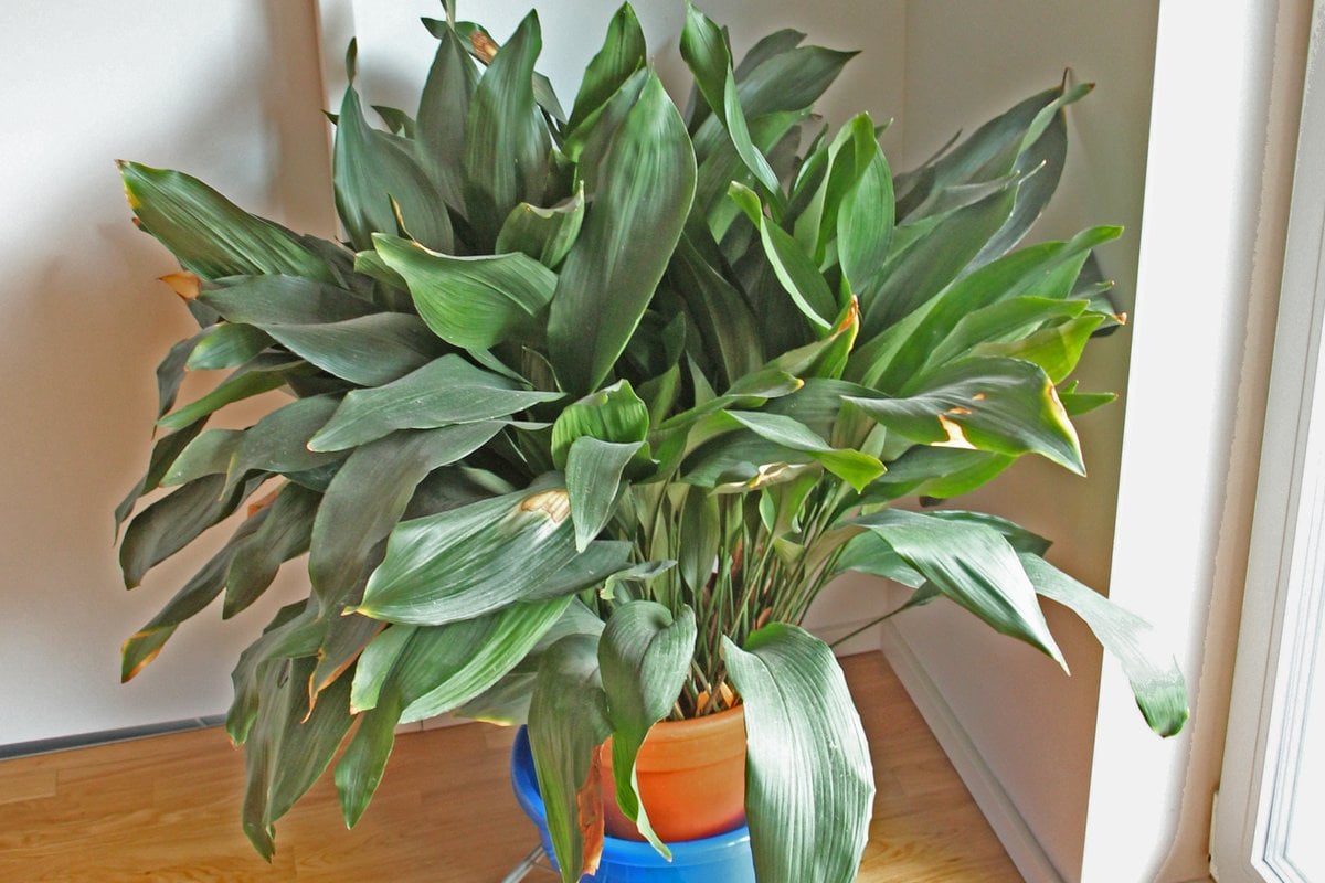A cast iron plant (Aspidistra elatior) with broad upright dark green leaves in a pot beside a doorway