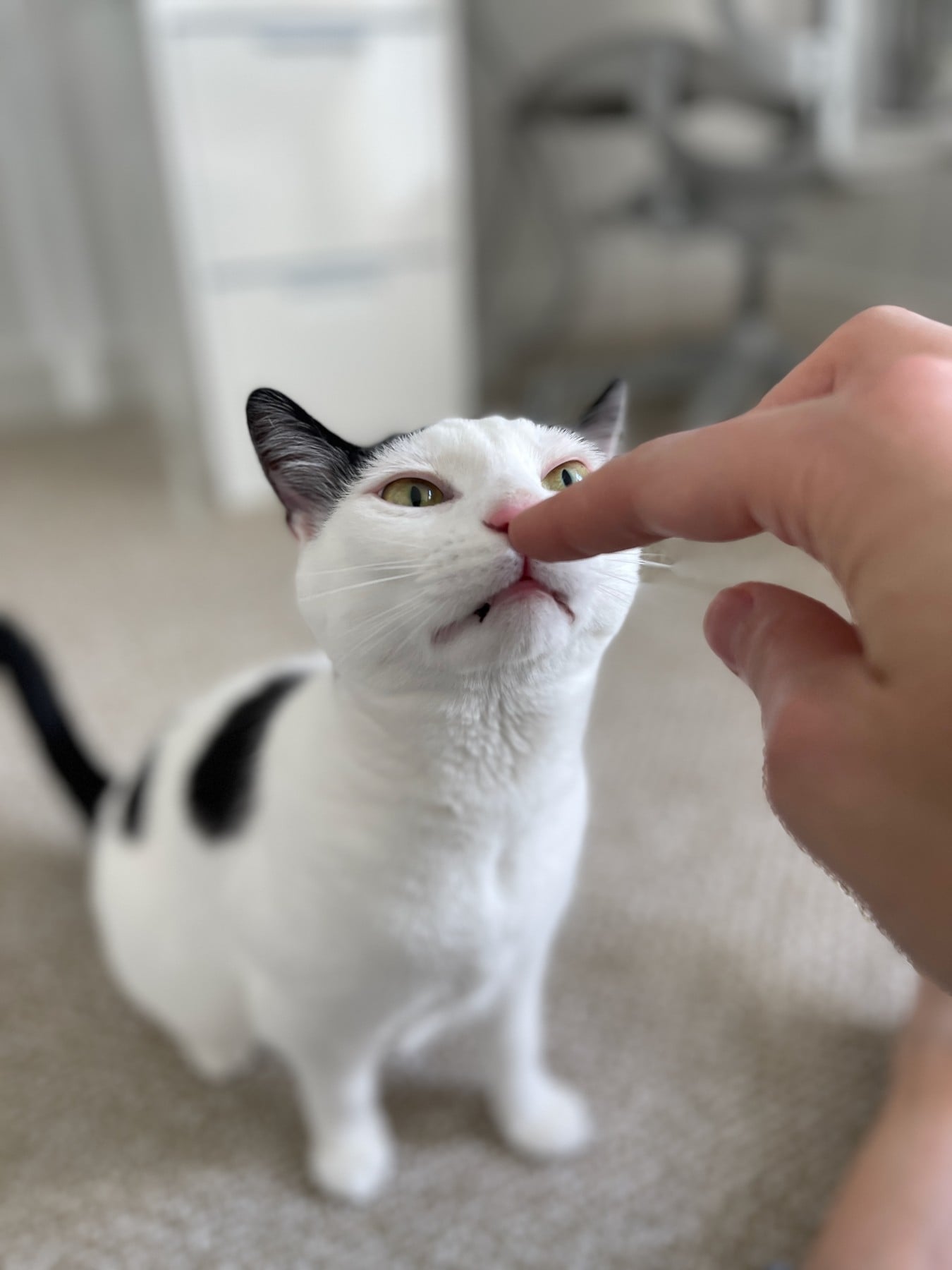 Louis lifting his face to touch his pink nose to a finger