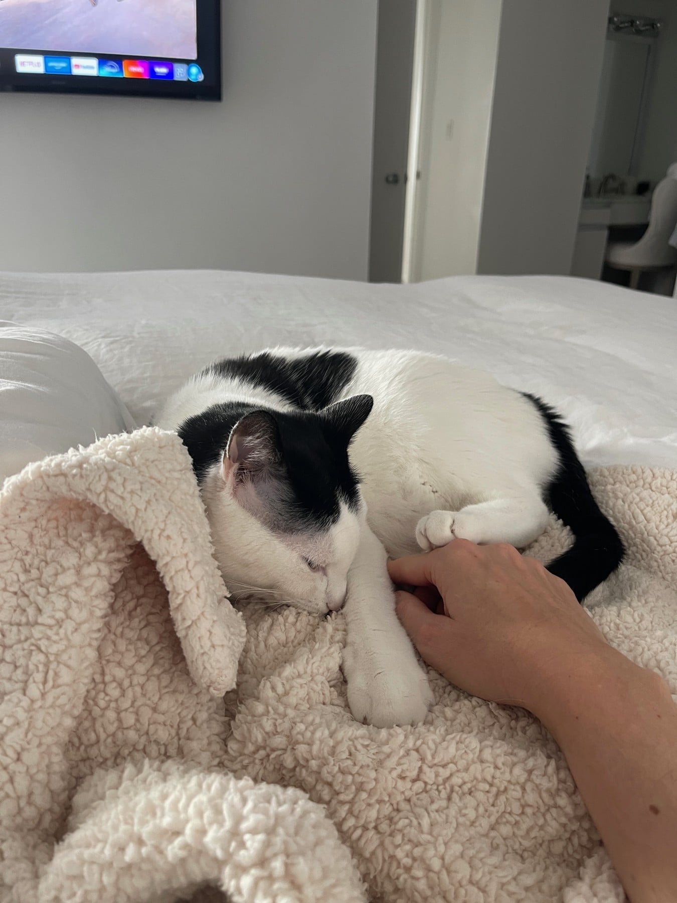 Louis nestled into his fluffy cream suckle blanket with his eyes closed and a front paw stretched out
