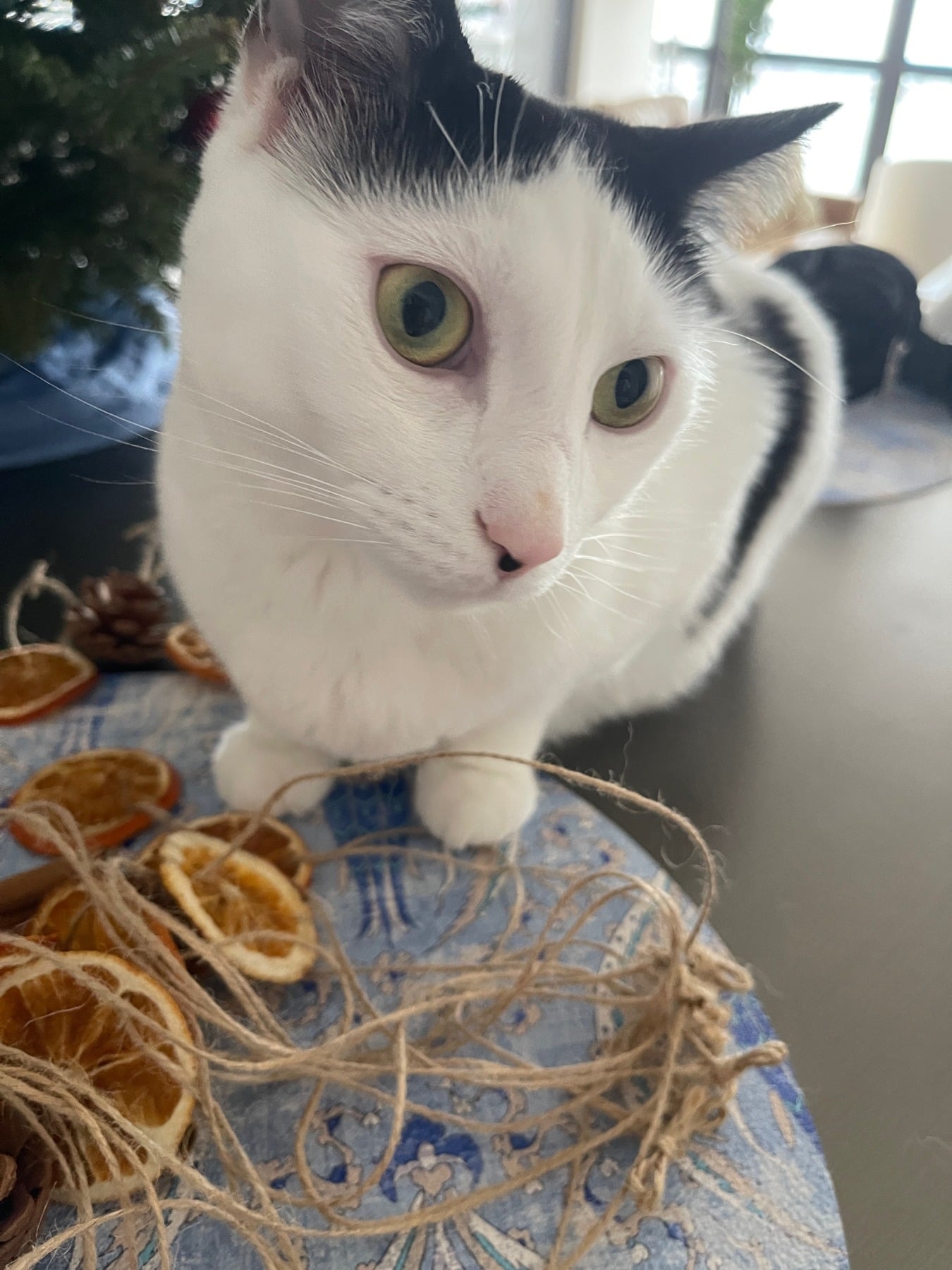 Close-up of Louis looking wide-eyed toward the camera with his front paws tucked together