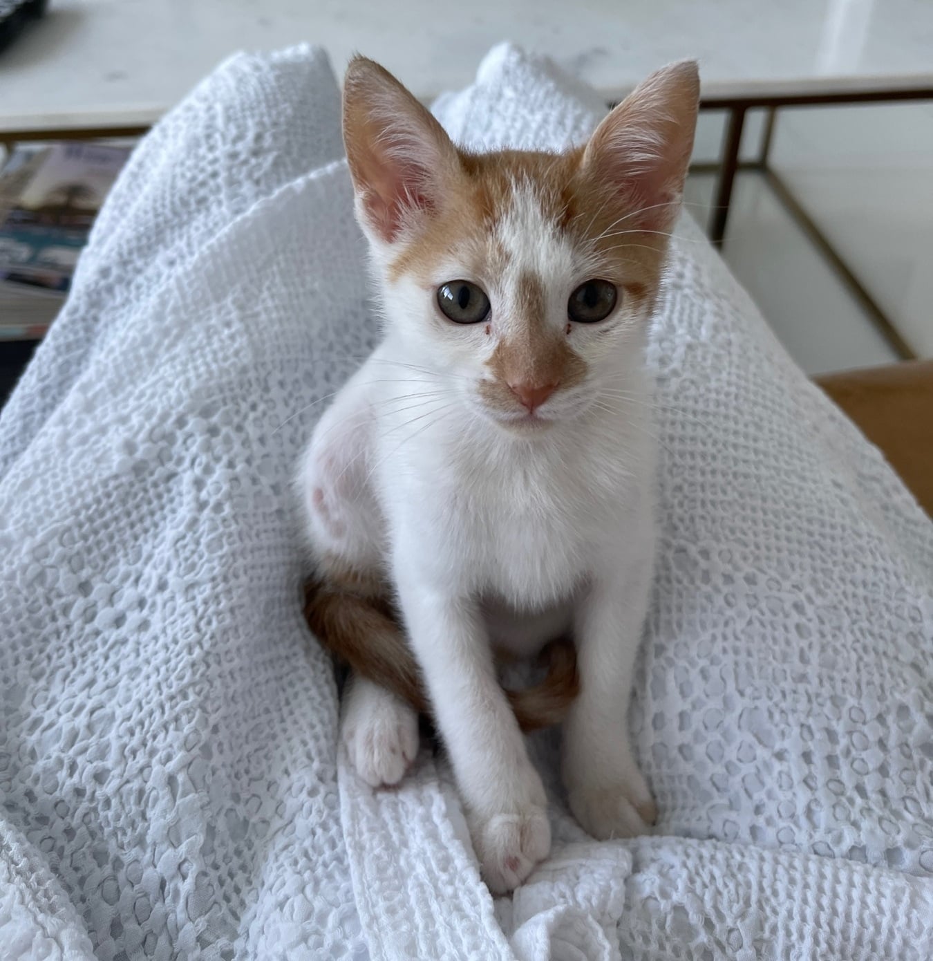 Thelma as a kitten, sitting on a white blanket with her big ears upright and looking at the camera