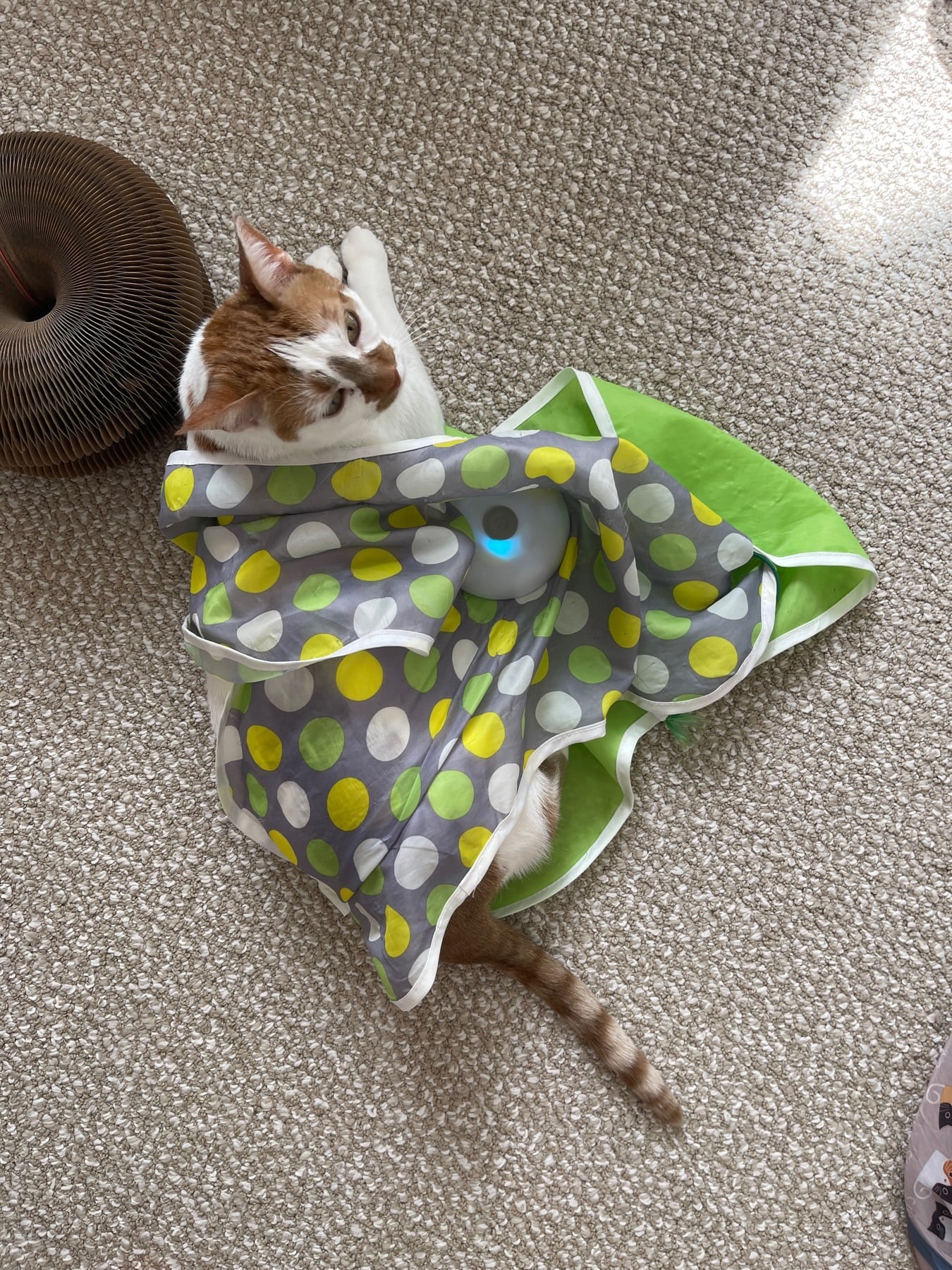 Thelma peeking out from under a green and gray polka-dot cat toy on the carpet