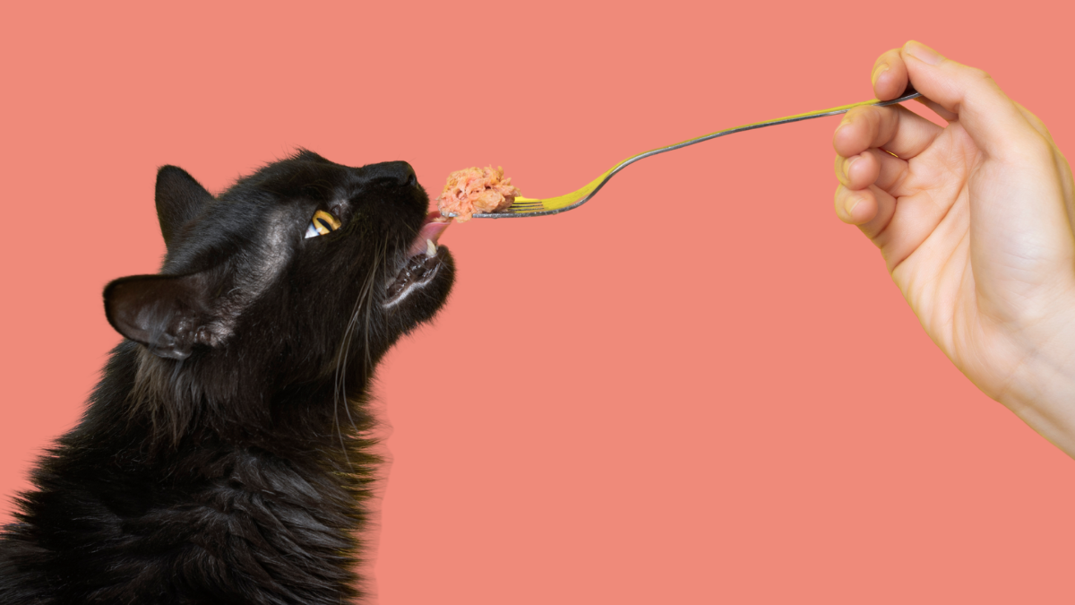 Black cat reaching toward a forkful of food against a coral background