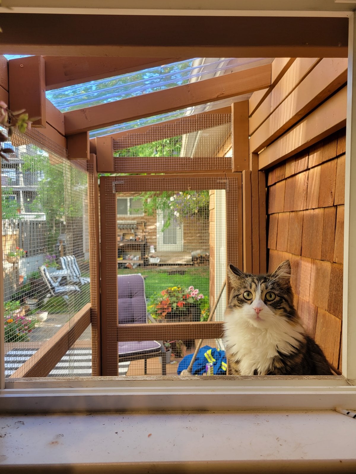 Cat sitting inside a wood-and-mesh catio attached to a house, with the yard behind it