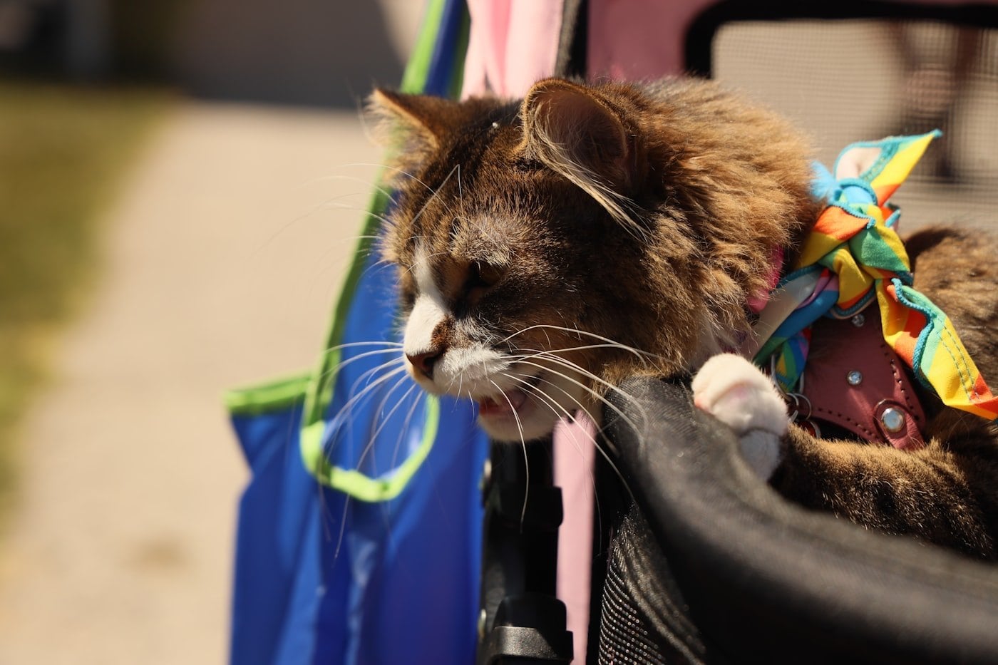 A long-haired cat peeking out of a covered pet carrier outdoors