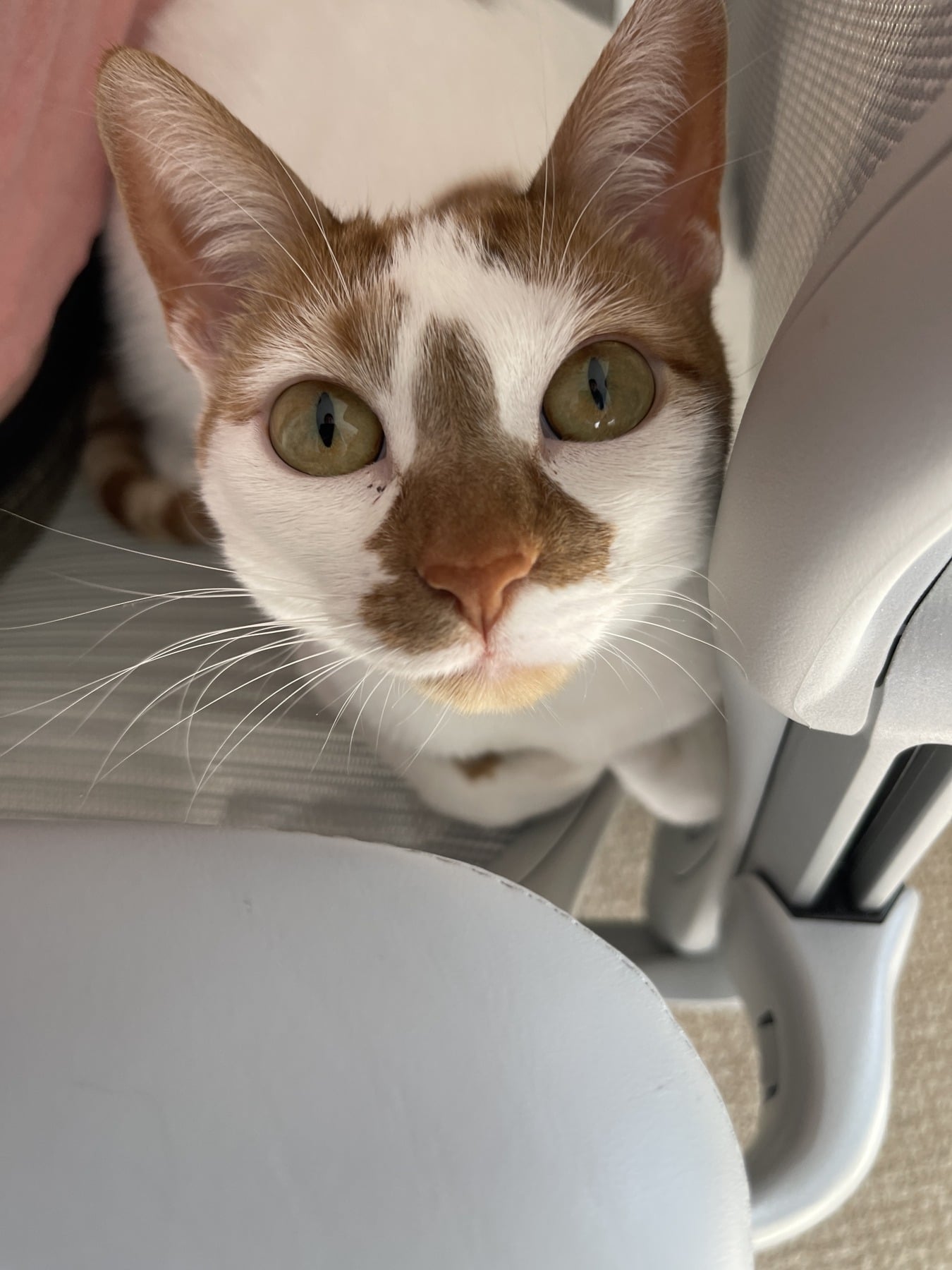 Thelma looking up at the camera beside a white chair, with her ears upright