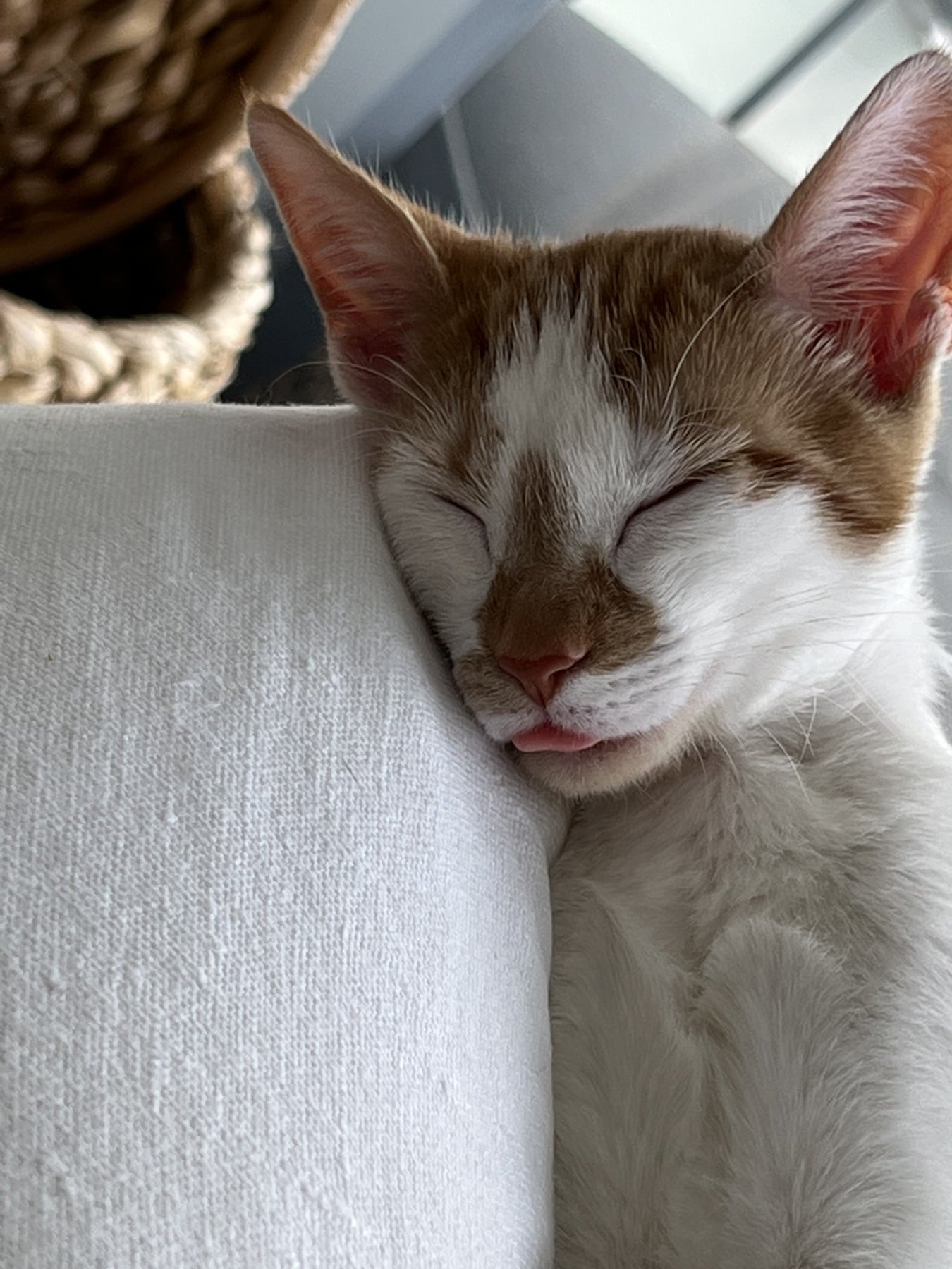Thelma asleep against a cushion with the tip of her pink tongue showing