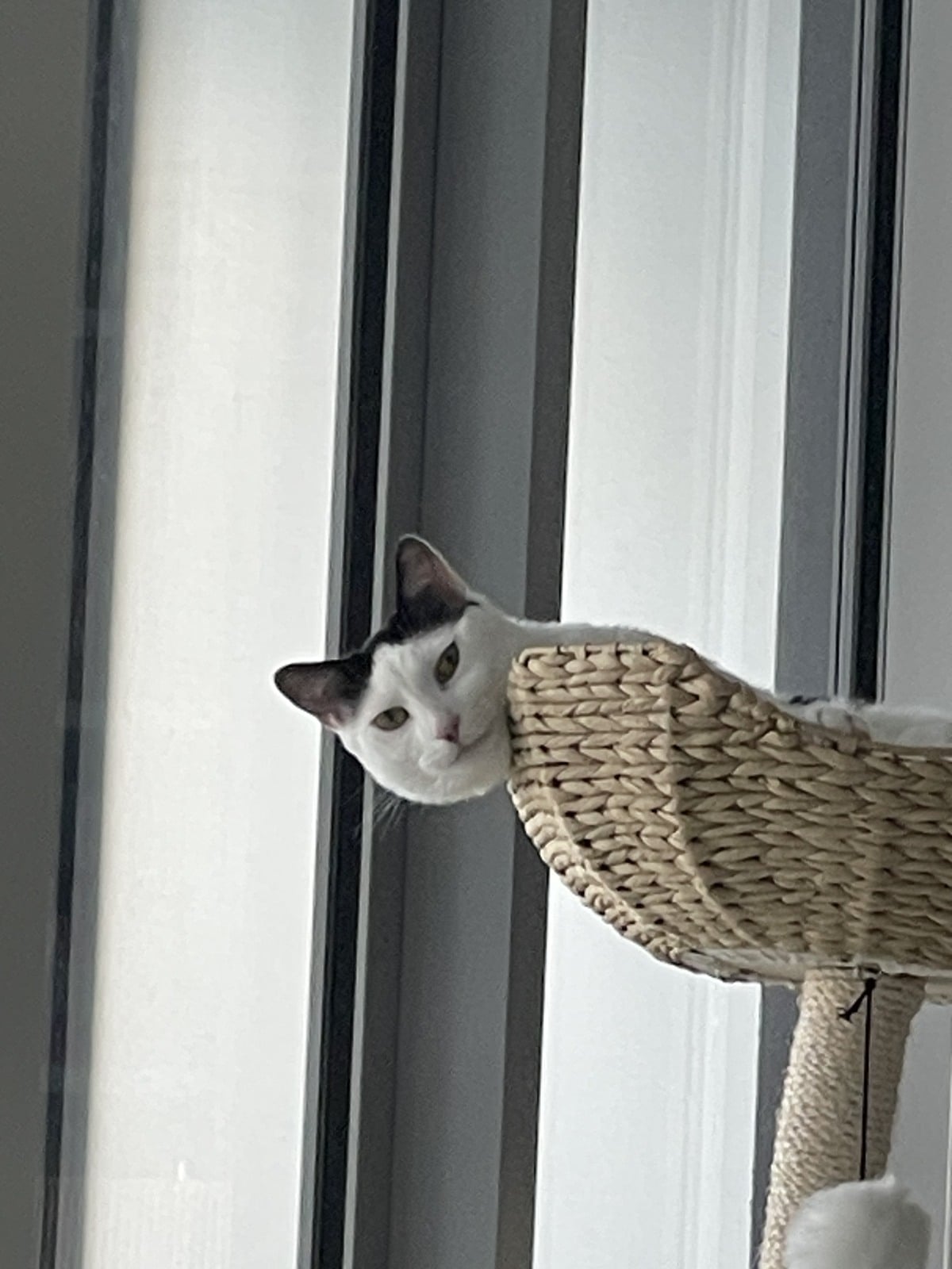 Louis peeking over the edge of a woven cat-tree basket beside a window.