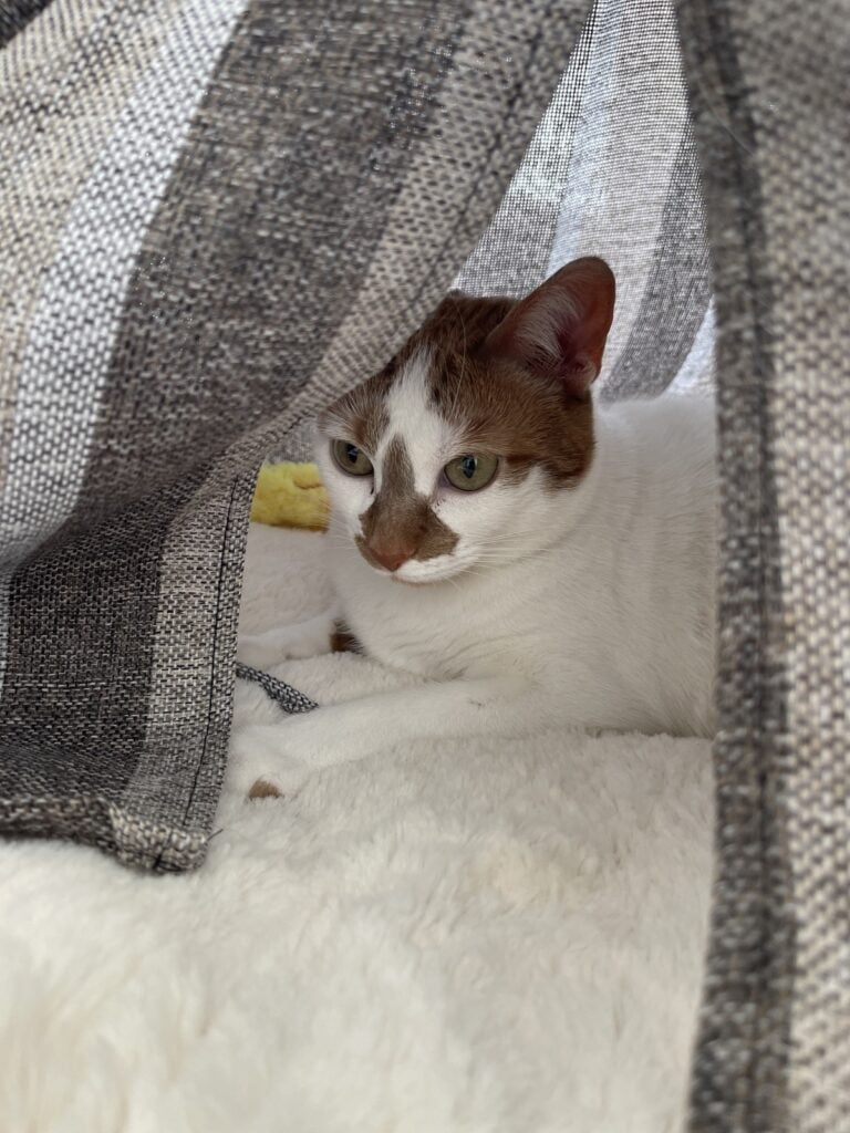Thelma resting inside a fabric hideaway on soft white bedding.