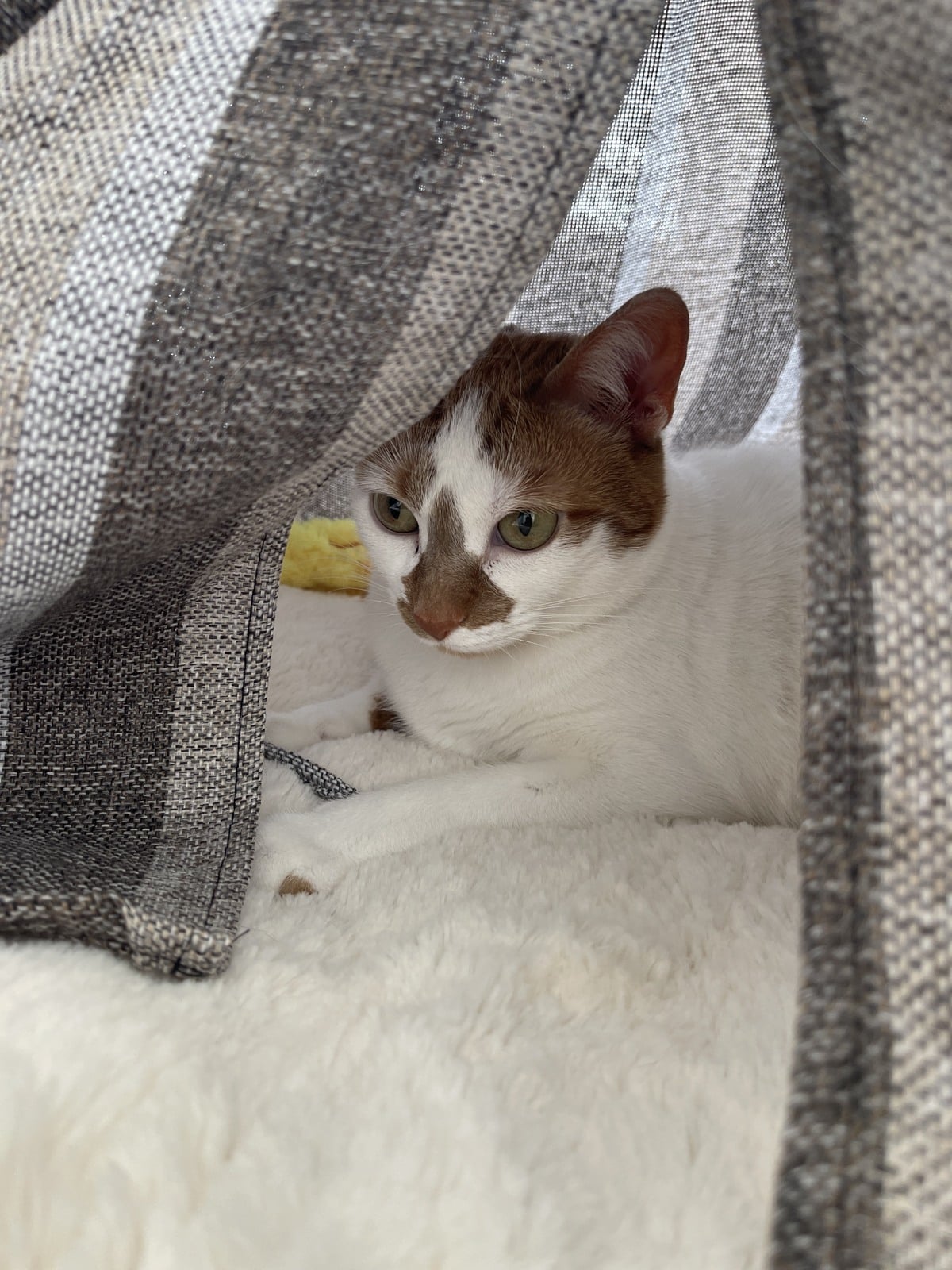 Thelma resting inside a fabric hideaway on soft white bedding.