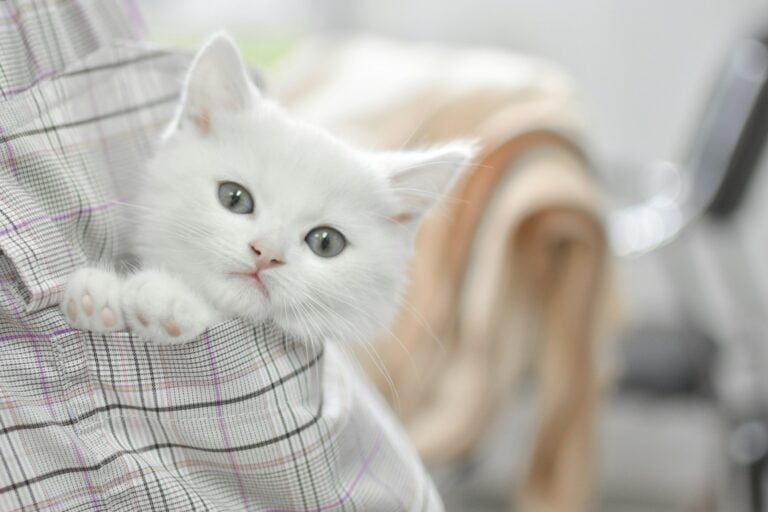 A white kitten with blue-gray eyes peeking over a person’s shoulder, with its front paws resting on their shirt