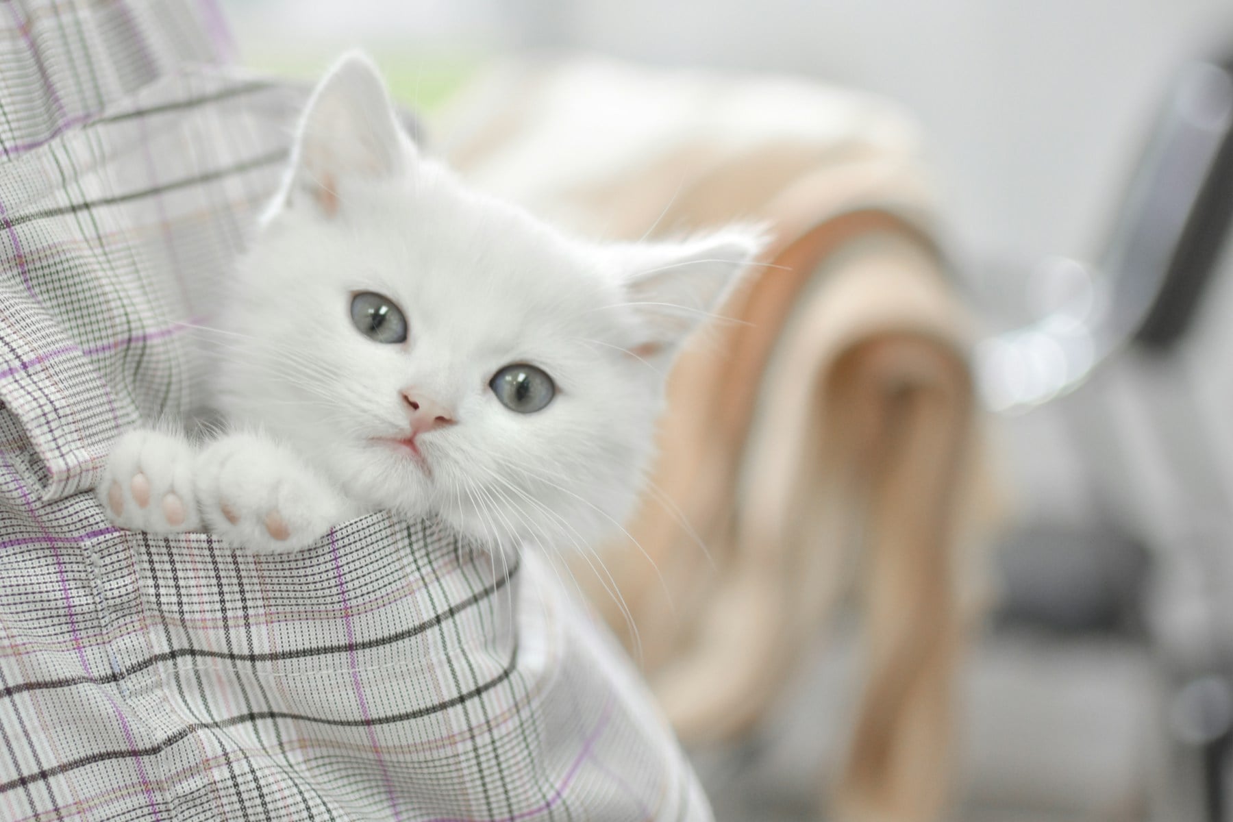 A white kitten with blue-gray eyes peeking over a person’s shoulder, with its front paws resting on their shirt