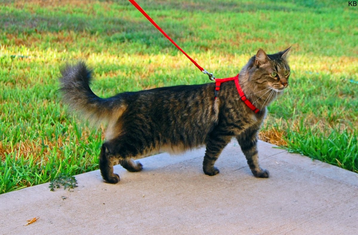 Tabby cat walking outside in a red harness and leash