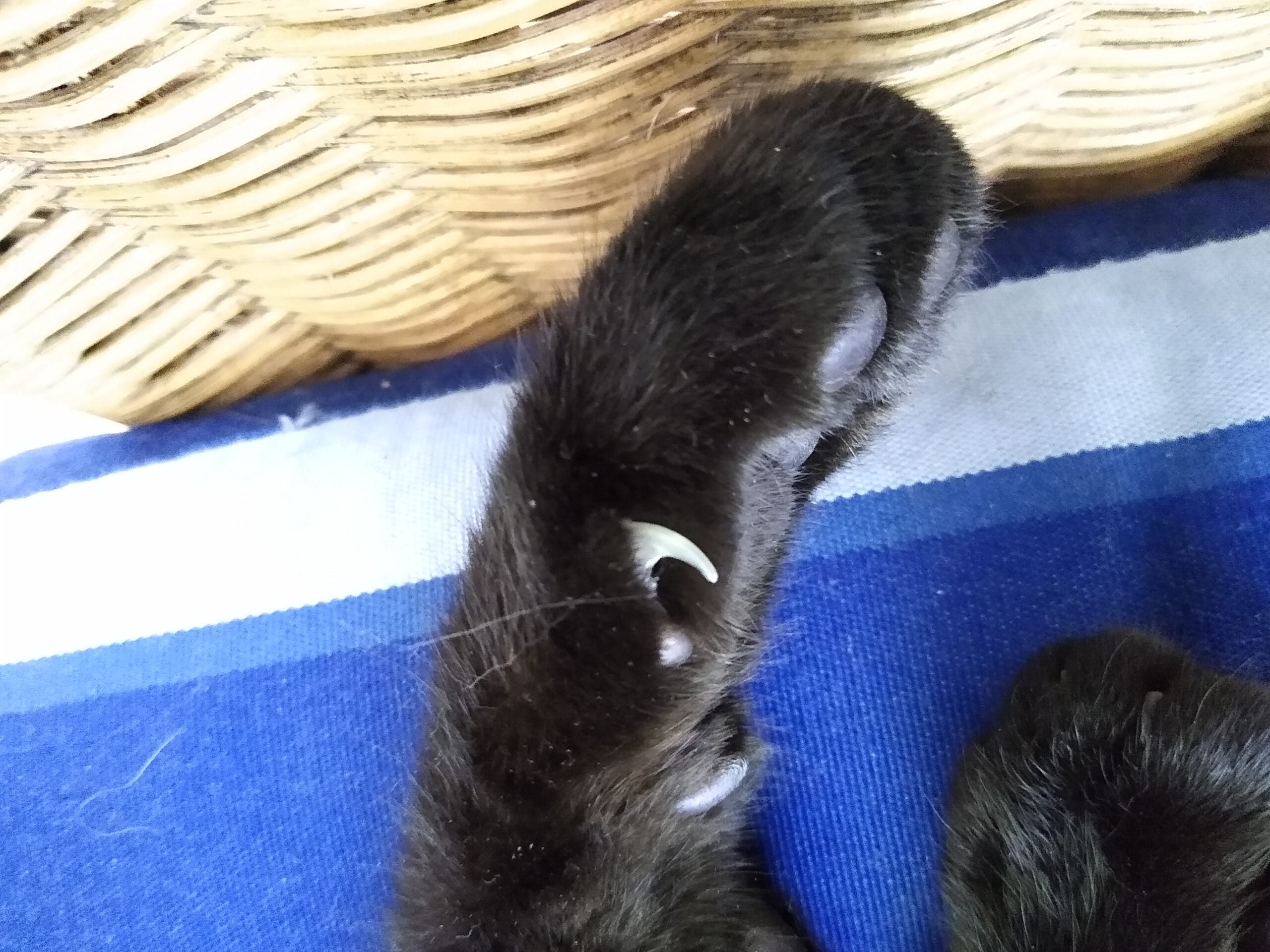 Close-up of the dewclaw higher up the inside of a black cat’s front leg