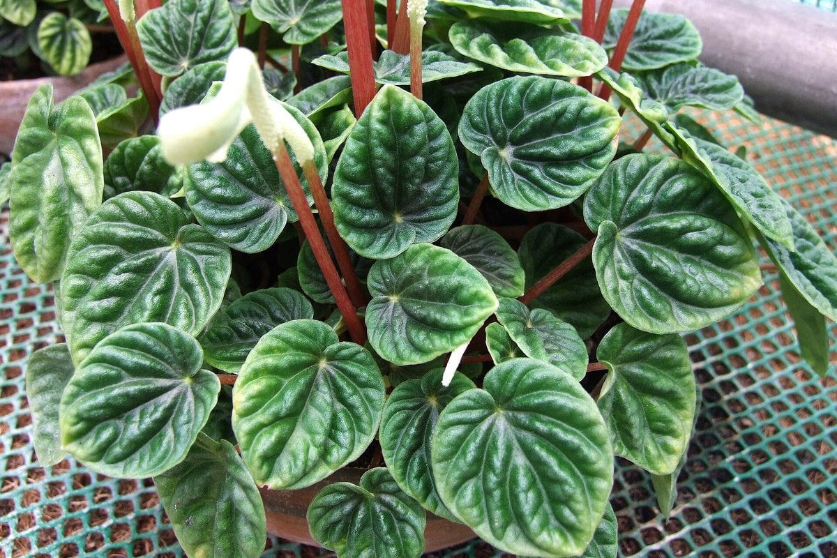 An emerald ripple peperomia (Peperomia caperata) with deeply textured heart-shaped leaves and white flower spikes