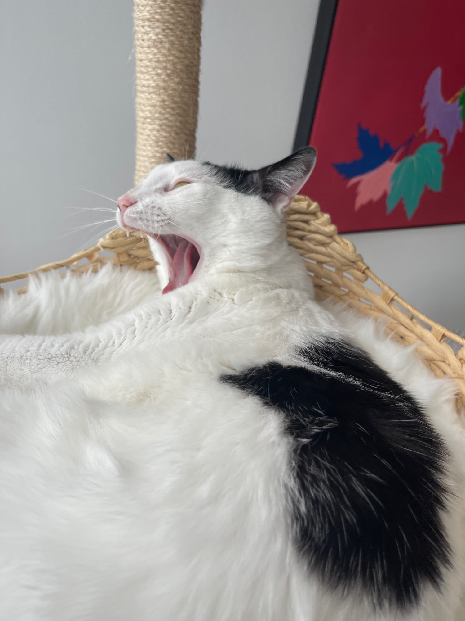 Louis yawning while reclining in a wicker cat-tree basket