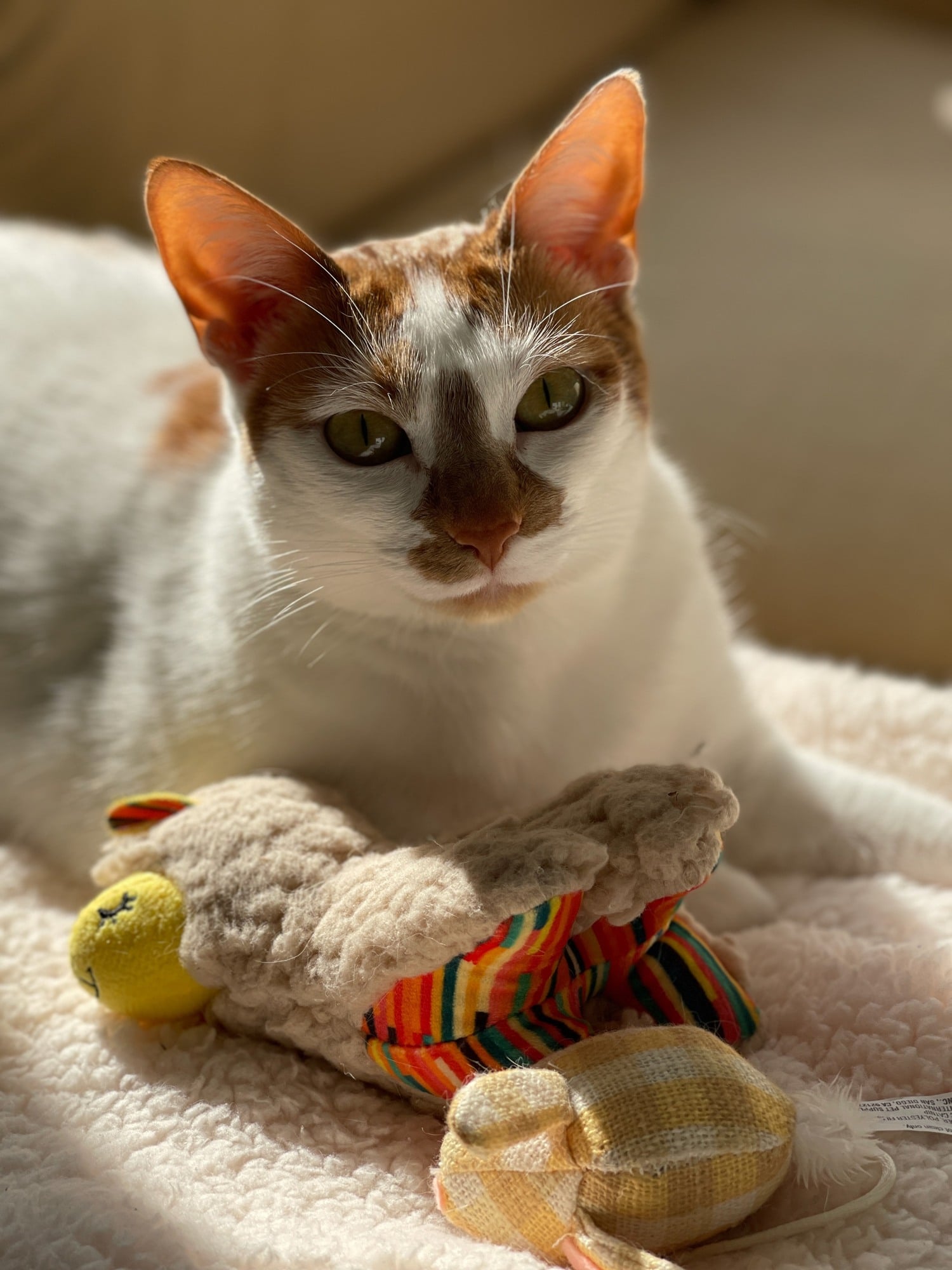 Thelma resting on a cream blanket with plush toys in front of her