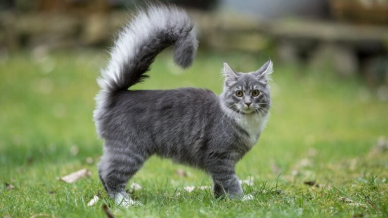 Gray and white long-haired cat standing on the grass in a yard with its tail up