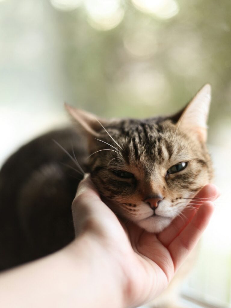 A hand gently cupping a tabby cat's chin by a sunny window