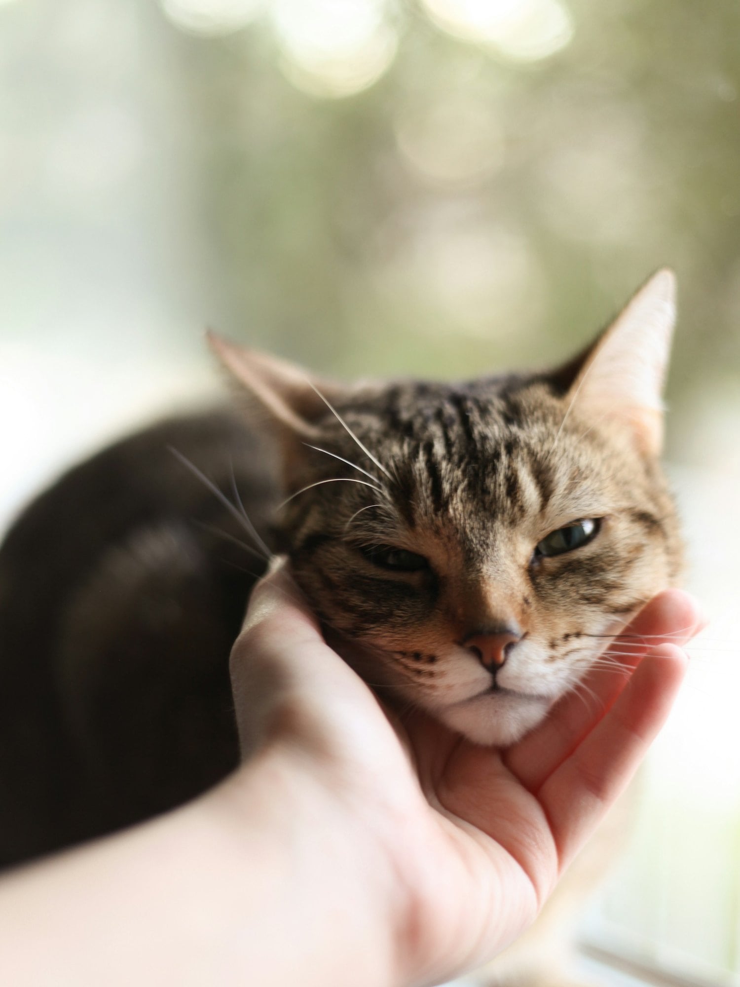 A hand gently cupping a tabby cat's chin by a sunny window
