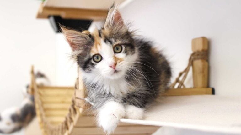 A fluffy calico kitten lying on the canvas hammock of a wall-mounted Juggernaut cat playground, next to a rope bridge
