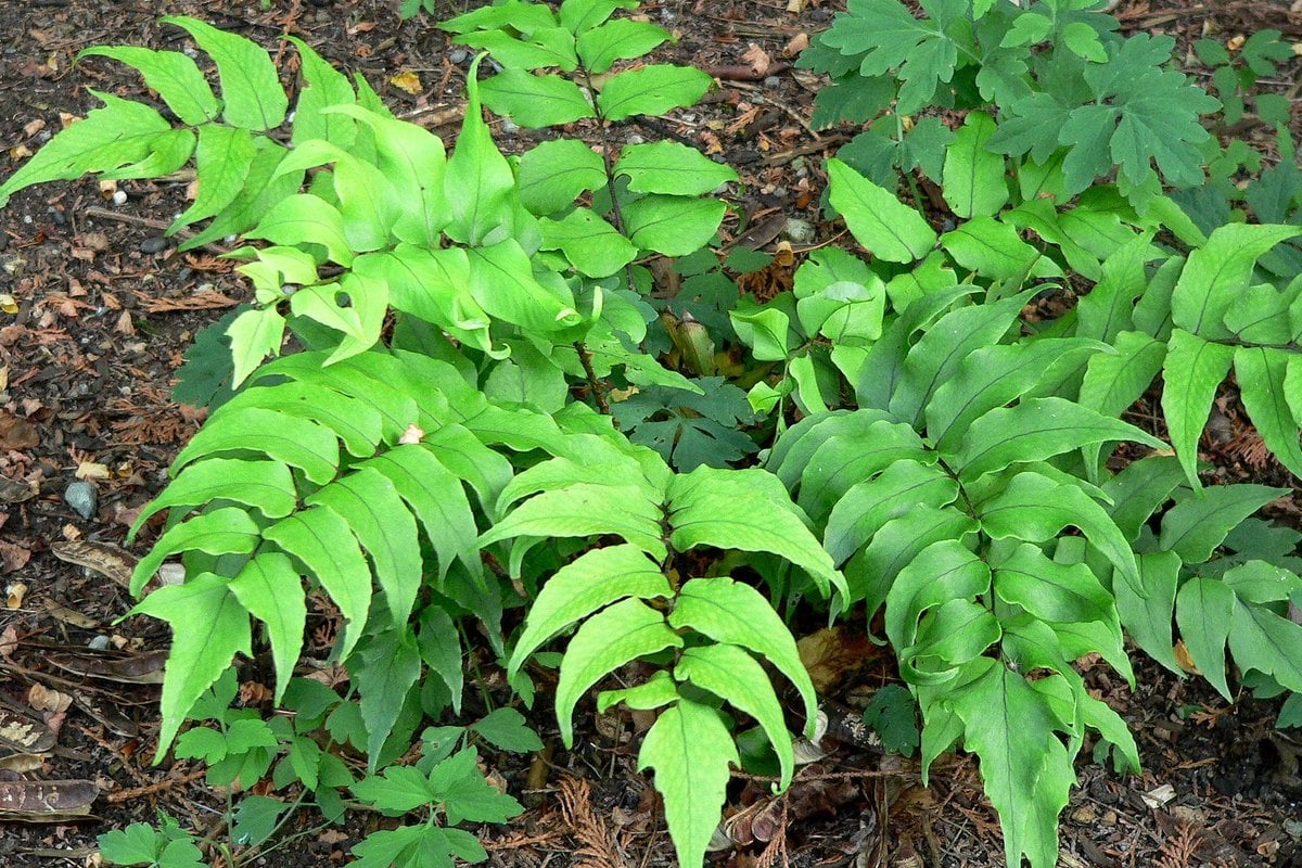 A Japanese holly fern (Cyrtomium falcatum) with glossy, holly-like leaflets