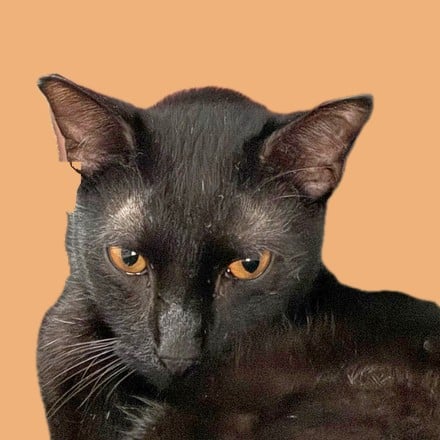 Reuben, one of Jessica’s rescue cats, a black cat with amber eyes