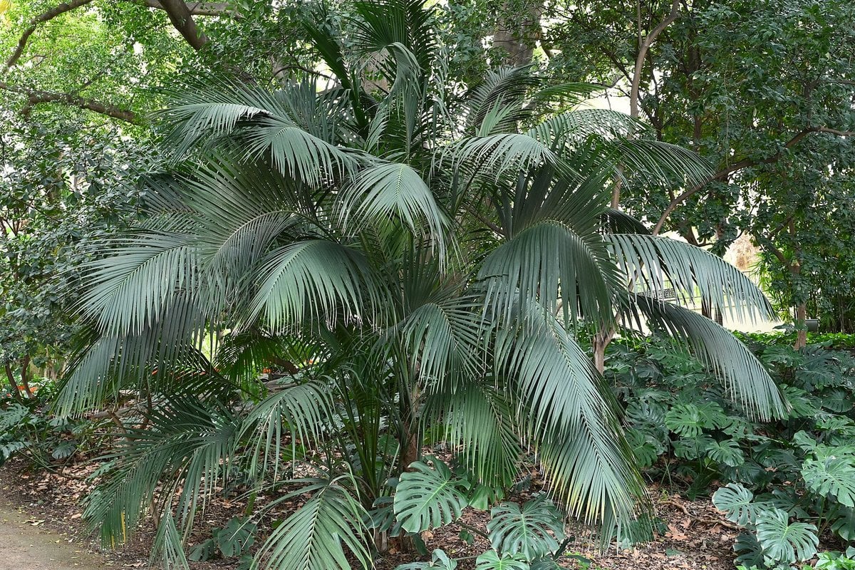 A kentia palm (Howea forsteriana) with long arching fronds