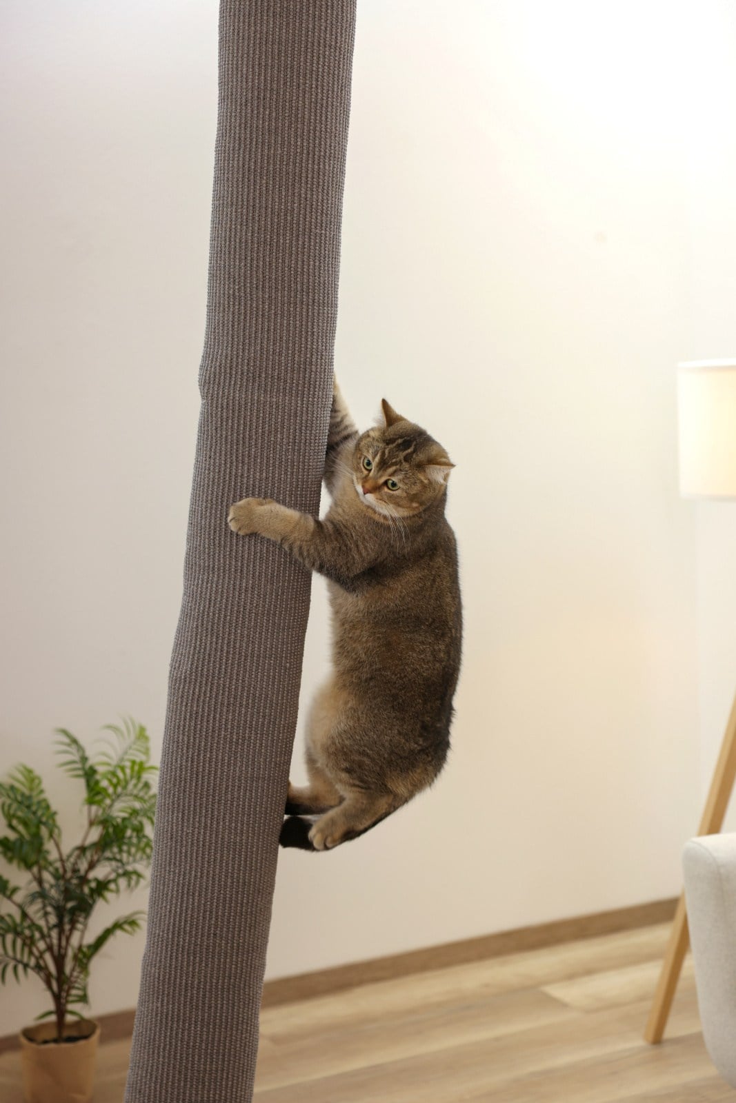 A cat climbing the ceiling-mounted Kerbl Climber bag in a room