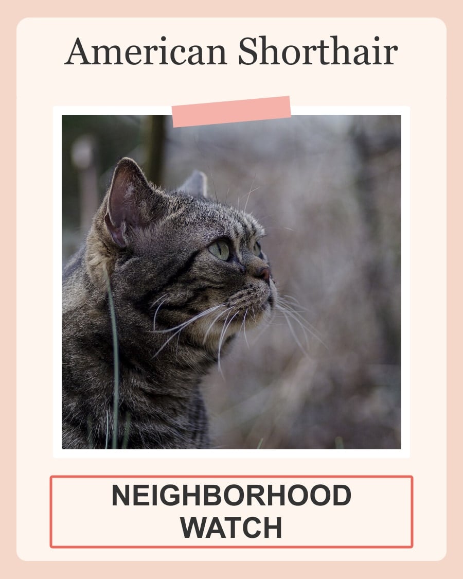 American Shorthair in a playful Neighborhood Watch detective file