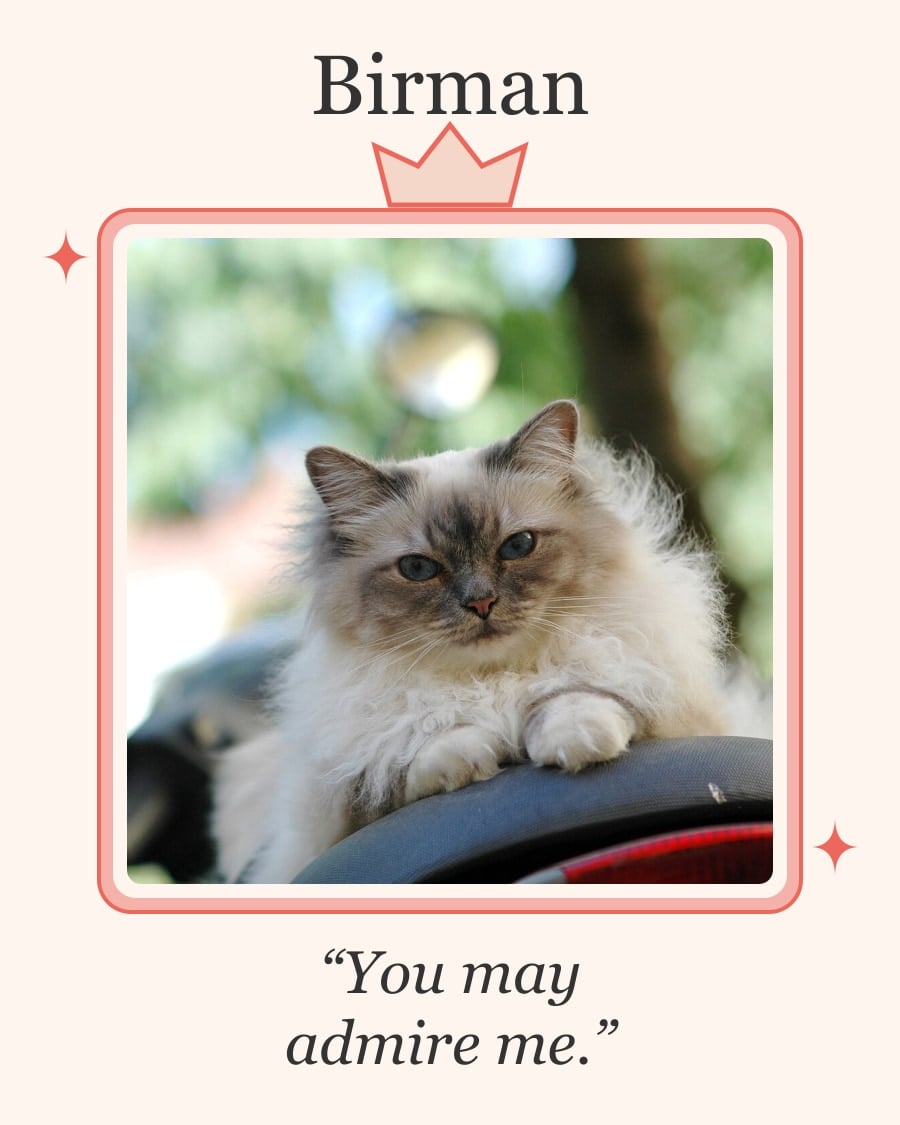 Birman in a large portrait frame with a small crown
