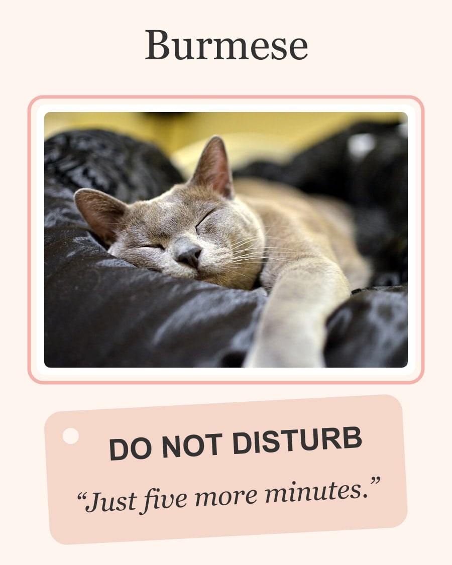 Burmese sleeping beside a Do Not Disturb door tag