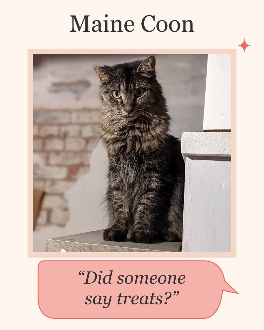 Source-identified Maine Coon kitten beside a “Did someone say treats?” speech bubble