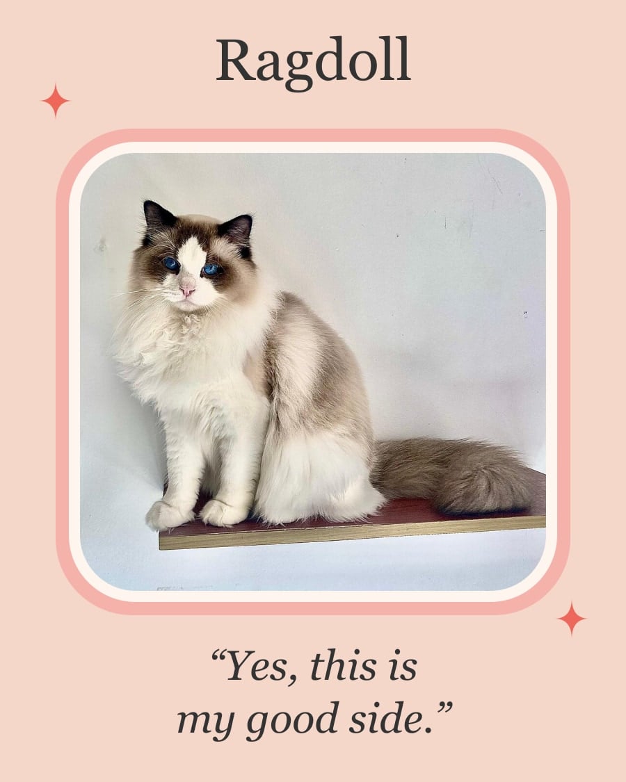 Ragdoll in a pink portrait frame with the caption “Yes, this is my good side.”