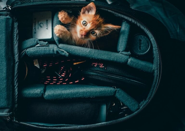 An orange tabby kitten sitting in a bag on a car seat