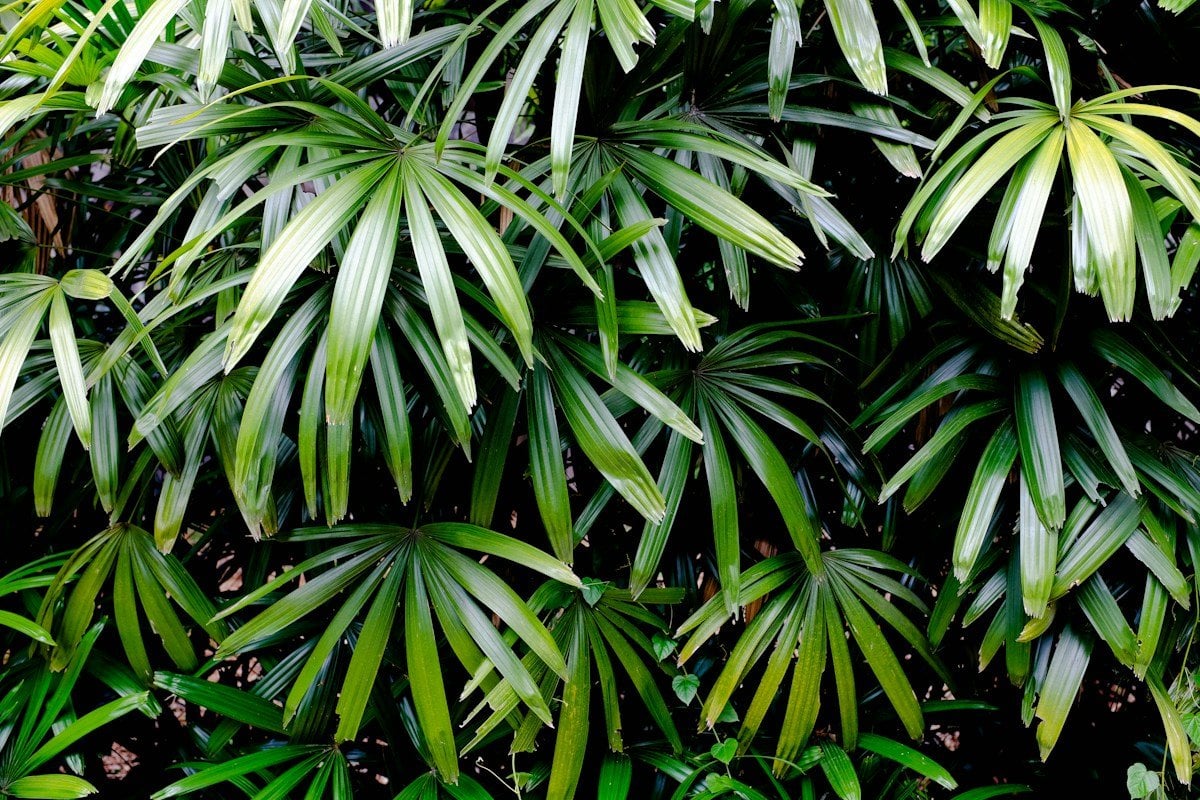 A lady palm (Rhapis excelsa) with fan-shaped, segmented dark green leaves