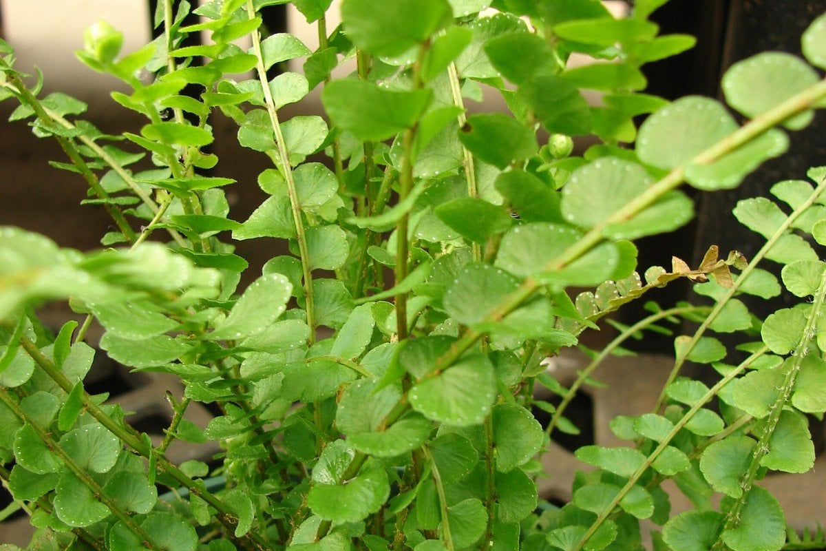 A lemon button fern (Nephrolepis cordifolia Duffii) with compact upright fronds of small round leaflets