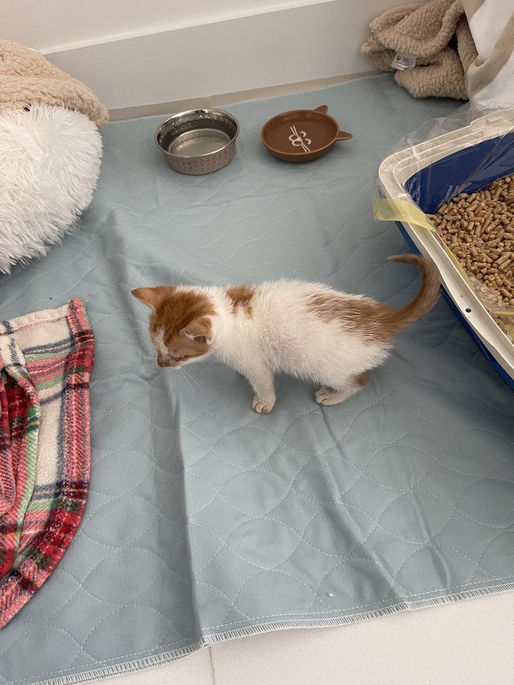 Kitten Thelma on a pee pad next to the Feline Pine box at the foster's