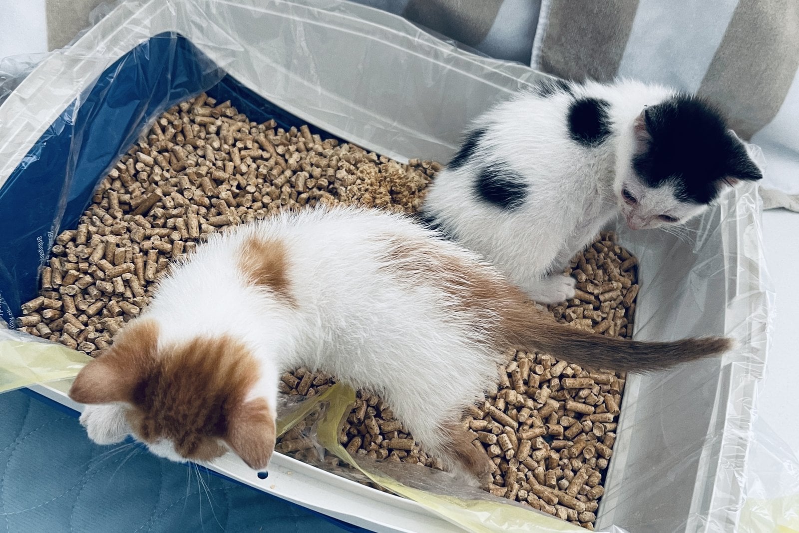 Thelma and Louis as kittens in their first Feline Pine litter box at the foster's