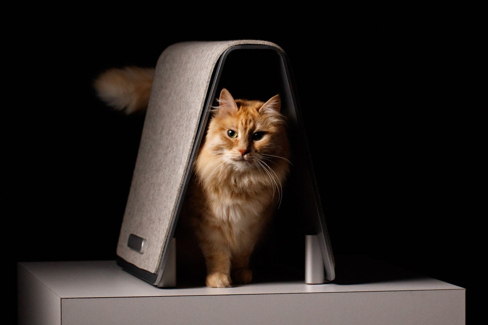 A cat standing beneath the arch of the Living Format Monorail