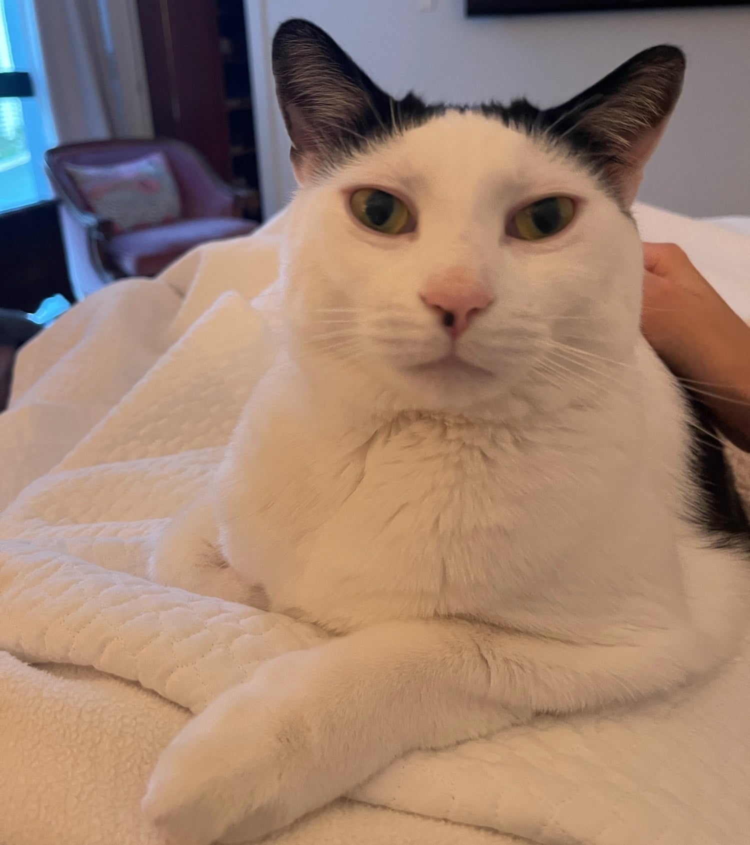 Louis resting on a cream blanket with his front paws crossed and looking at the camera