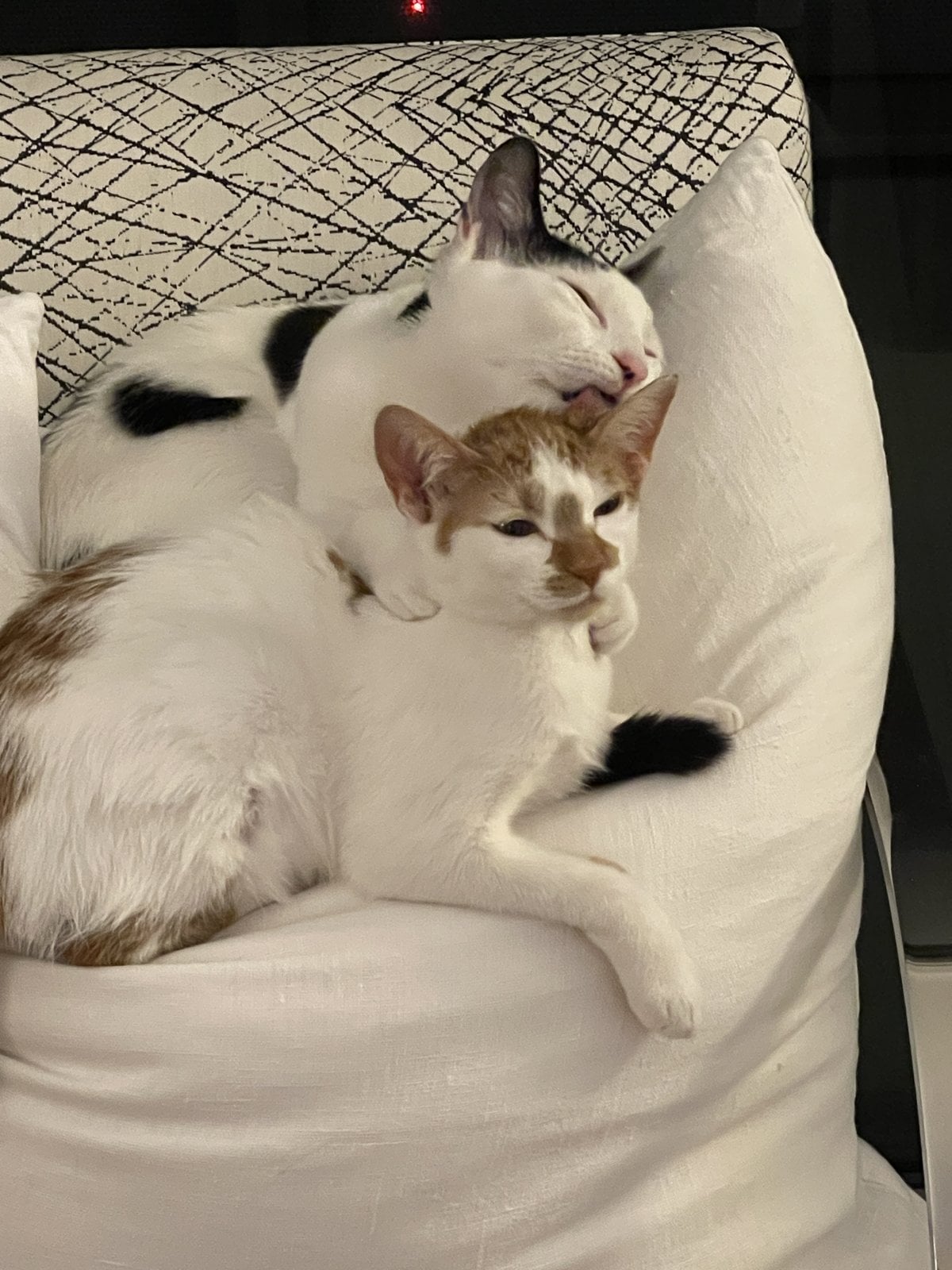 Louis, a black and white cat, licking the top of Thelma's head while she lies on a white armchair