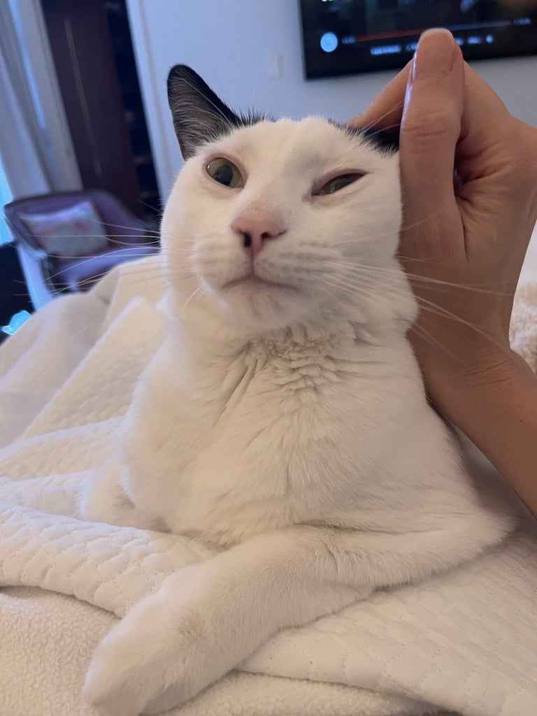 Louis receiving head scratches while resting on a blanket