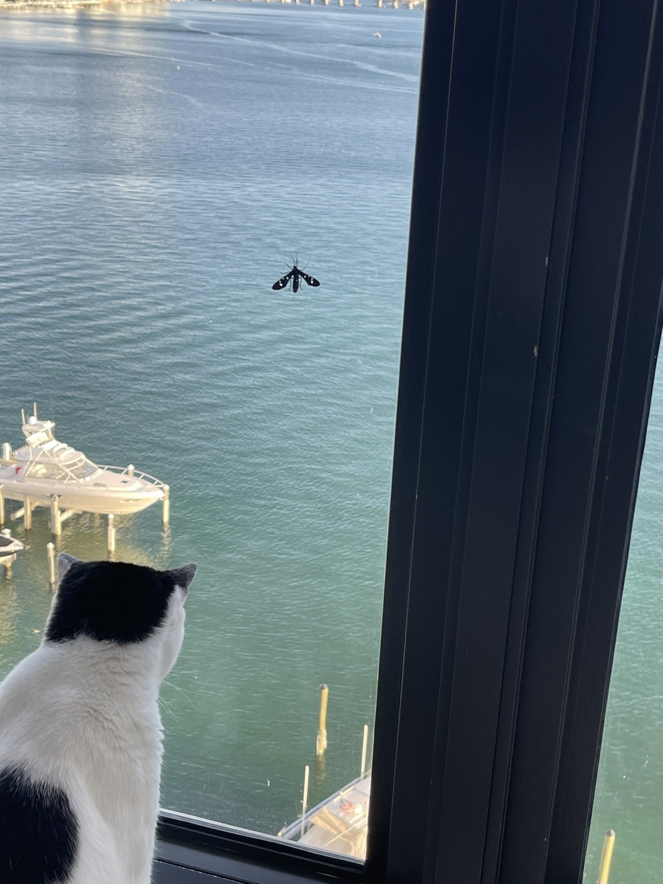Louis watching a winged insect on the window