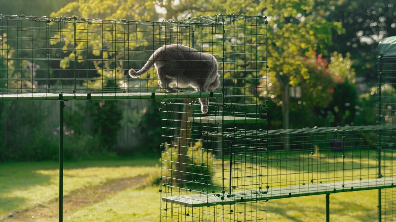 A cat using a junction tower between raised sections of the Omlet Catio Tunnel System
