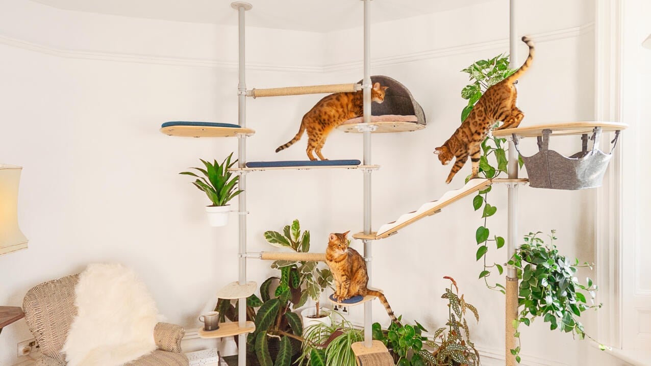 A complete multi-pole Omlet Freestyle cat tree spanning a room from floor to ceiling
