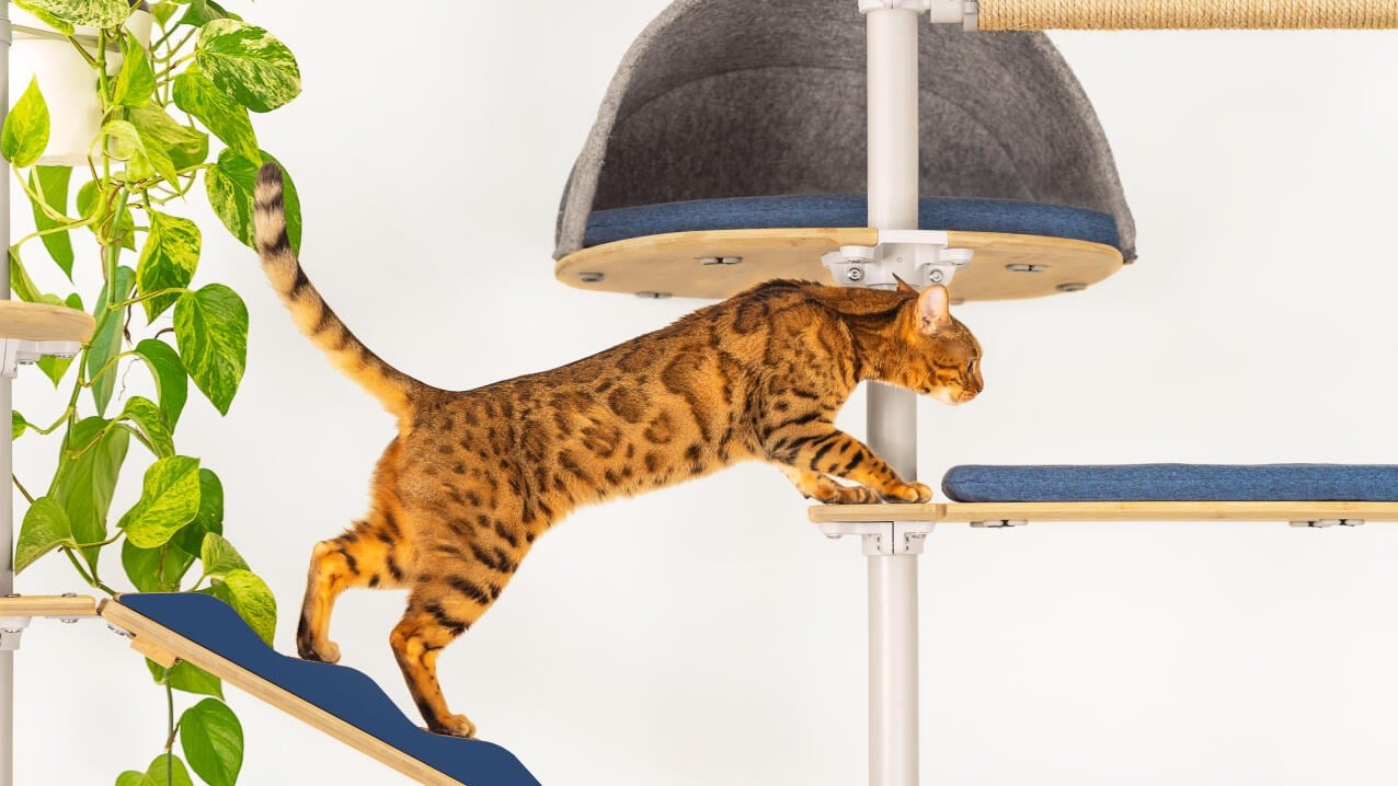 A cat climbing between the ramps and platforms on an Omlet Freestyle cat tree